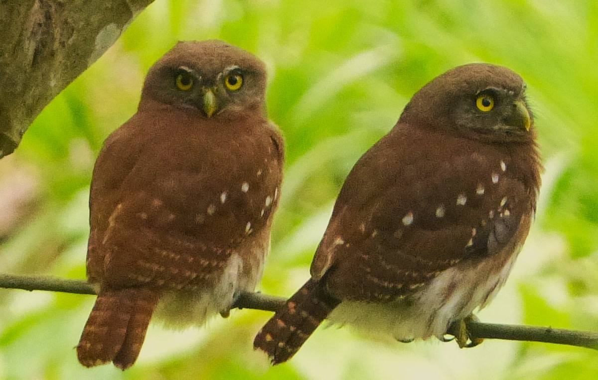 Ferruginous Pygmy-Owl - Andrés López Salazar