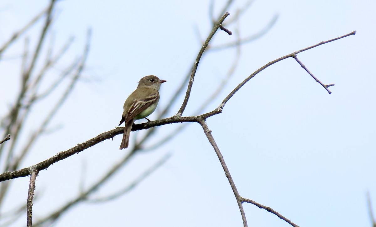 Least Flycatcher - ML619652803