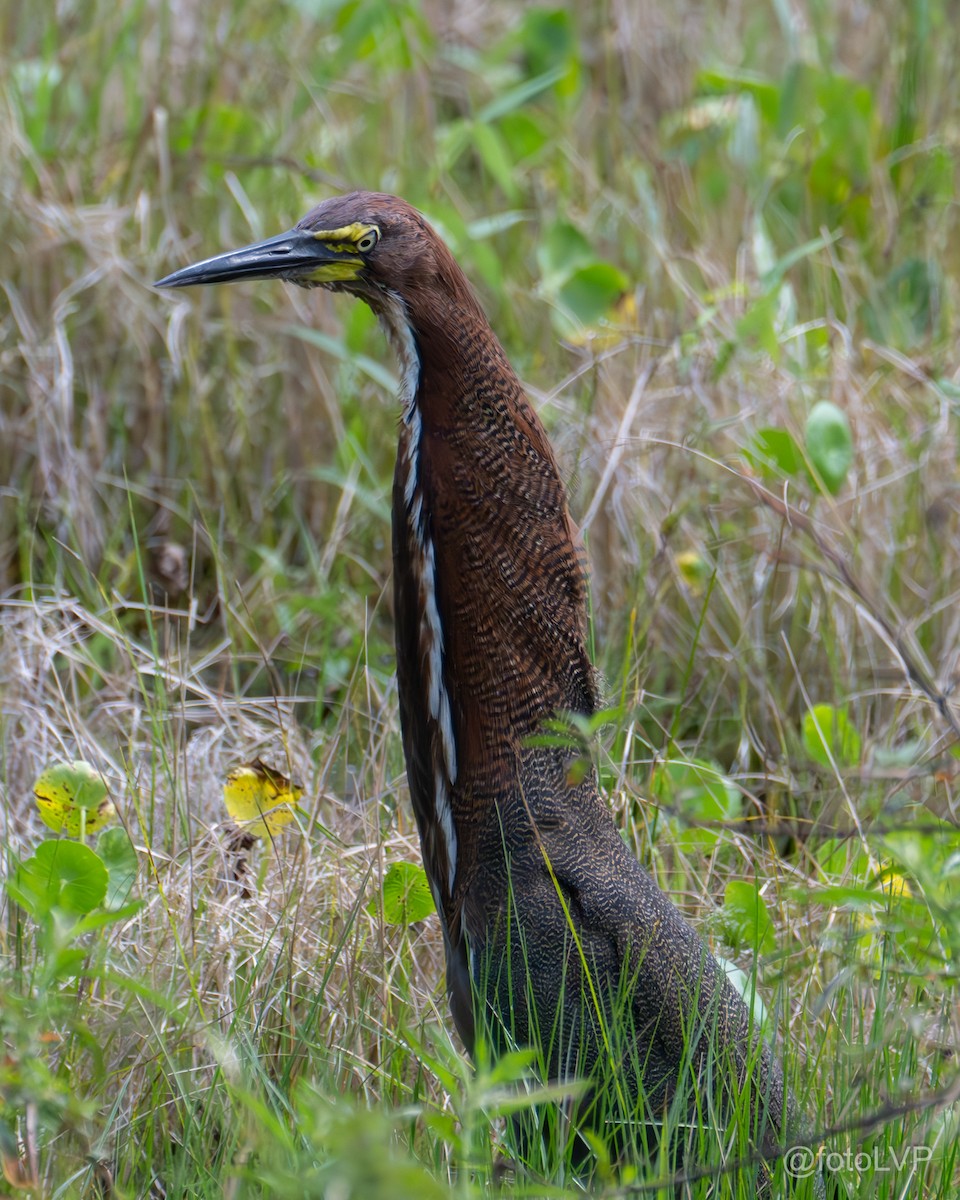 Rufescent Tiger-Heron - Leonardo Venegas P