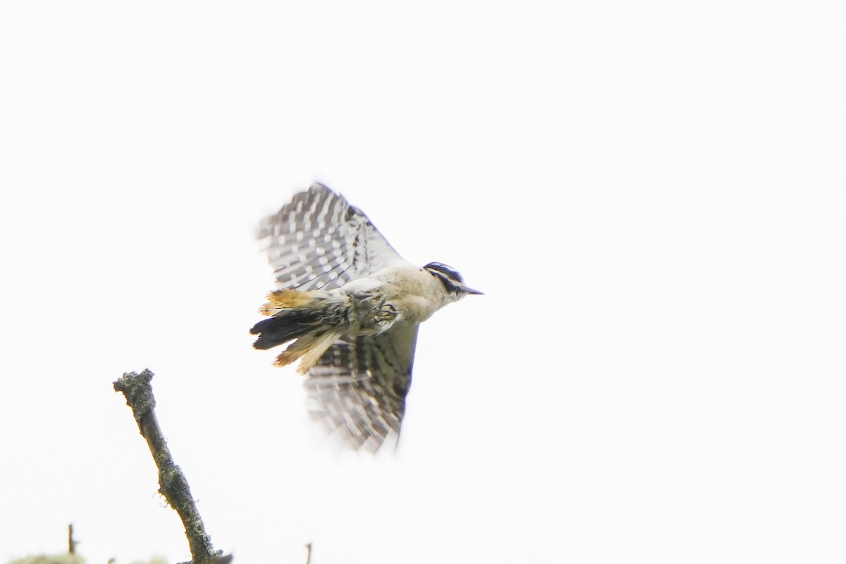 Hairy Woodpecker - Steven Hunter