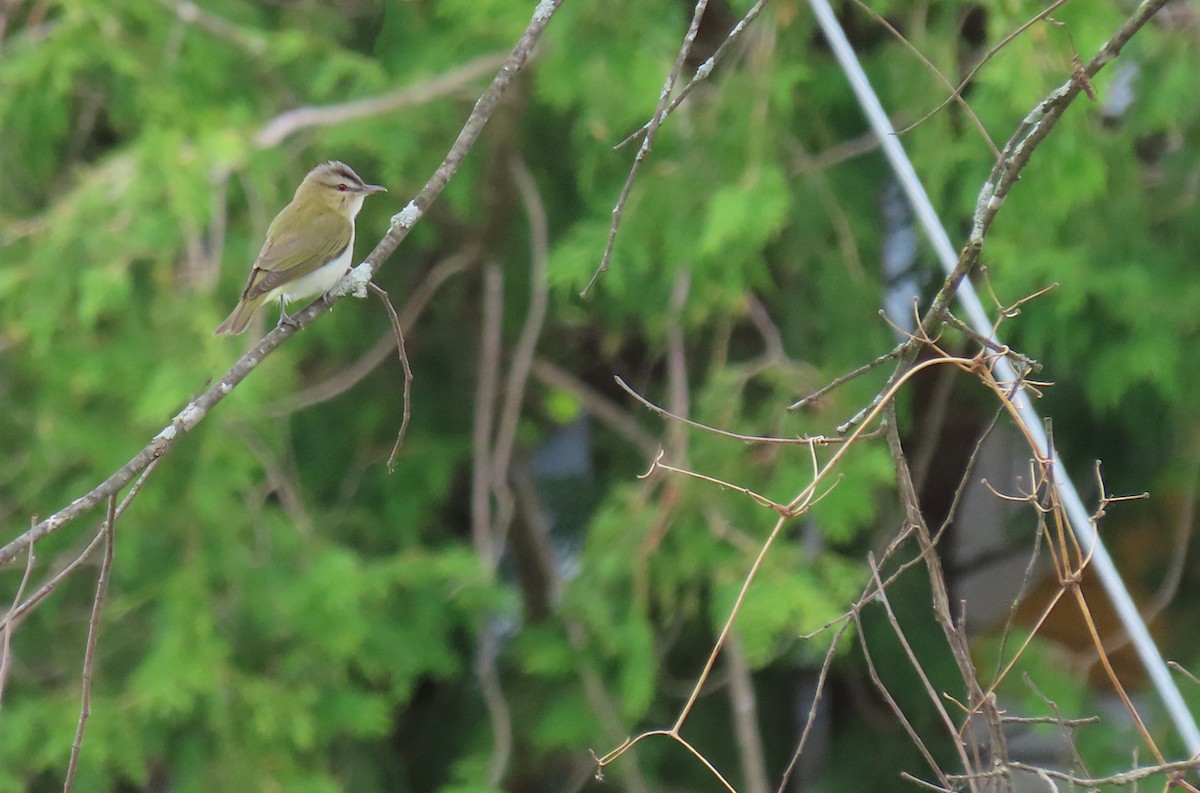 Red-eyed Vireo - Nathalie L. COHL 🕊