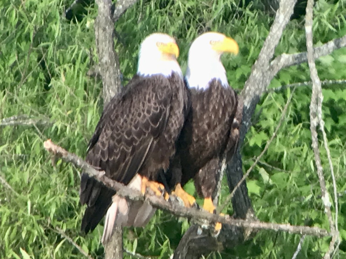 Bald Eagle - Jason Horn