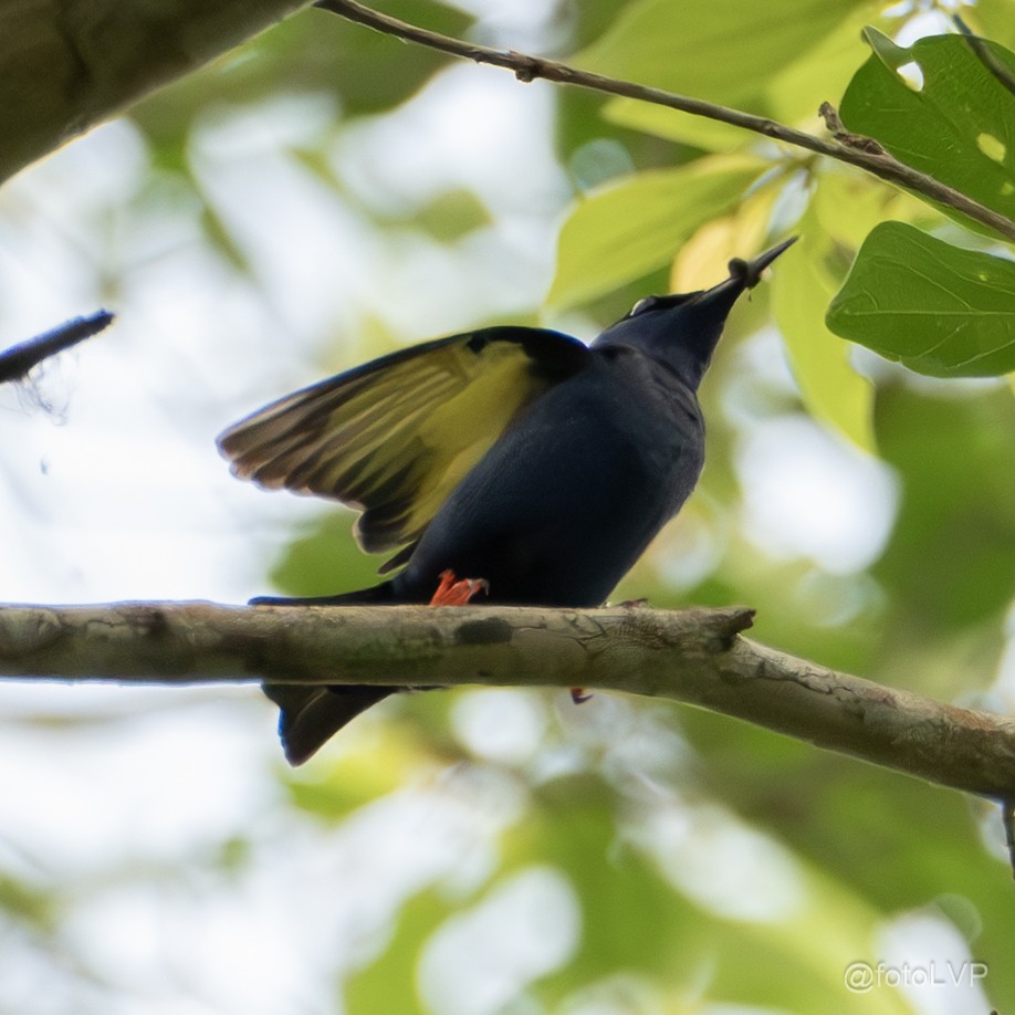 Blue Dacnis - Leonardo Venegas P