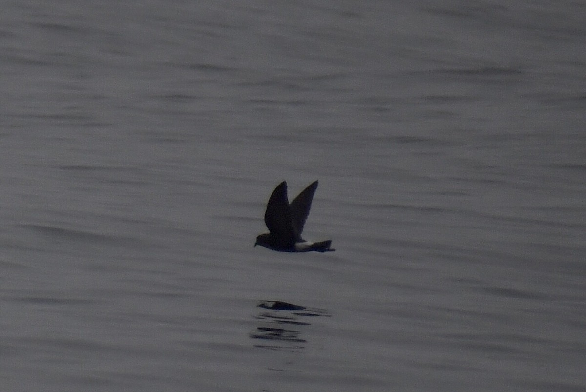 Wilson's Storm-Petrel - Steven Weiss