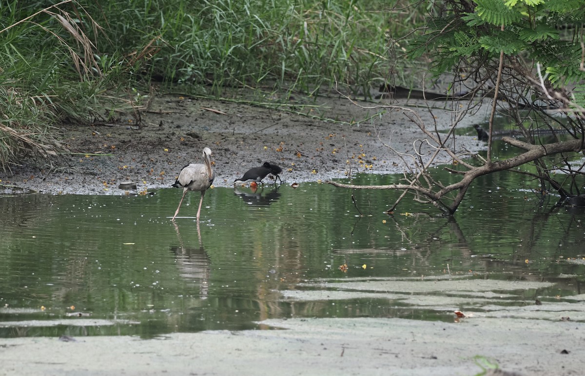 White-breasted Waterhen - ML619652822