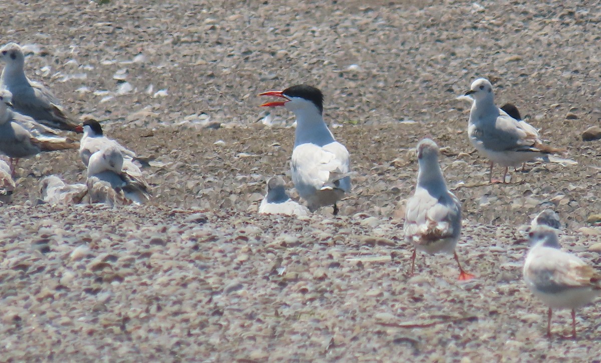 Caspian Tern - Alfred Scott