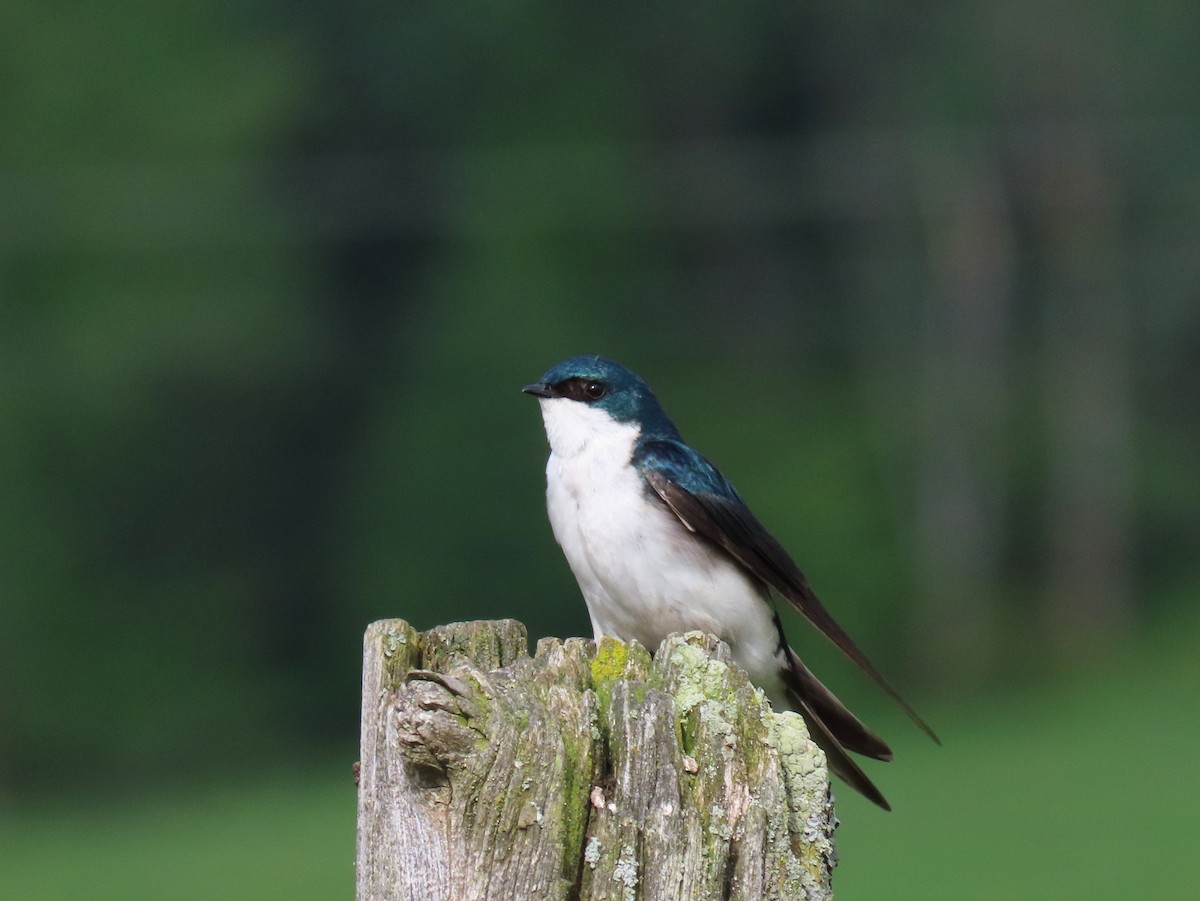 Tree Swallow - Nathalie L. COHL 🕊