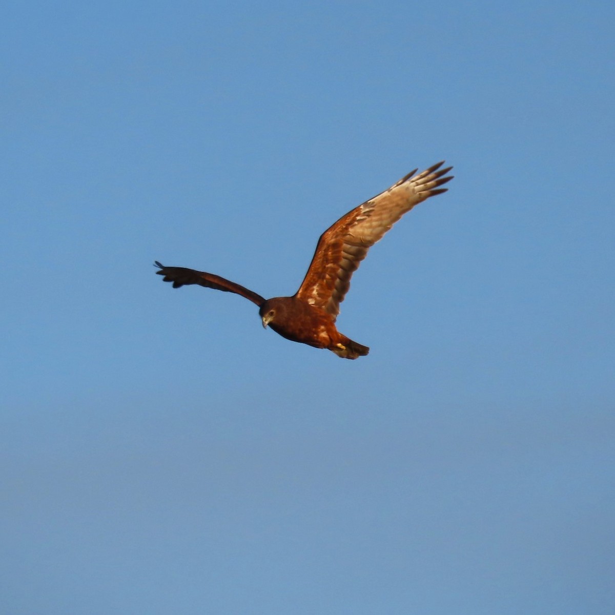 Swamp Harrier - Sarah Chaplin