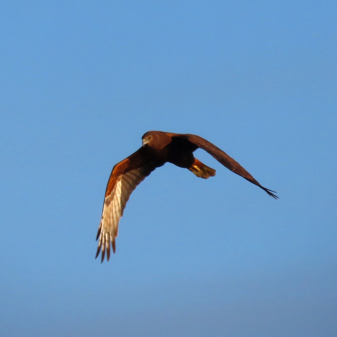 Swamp Harrier - Sarah Chaplin