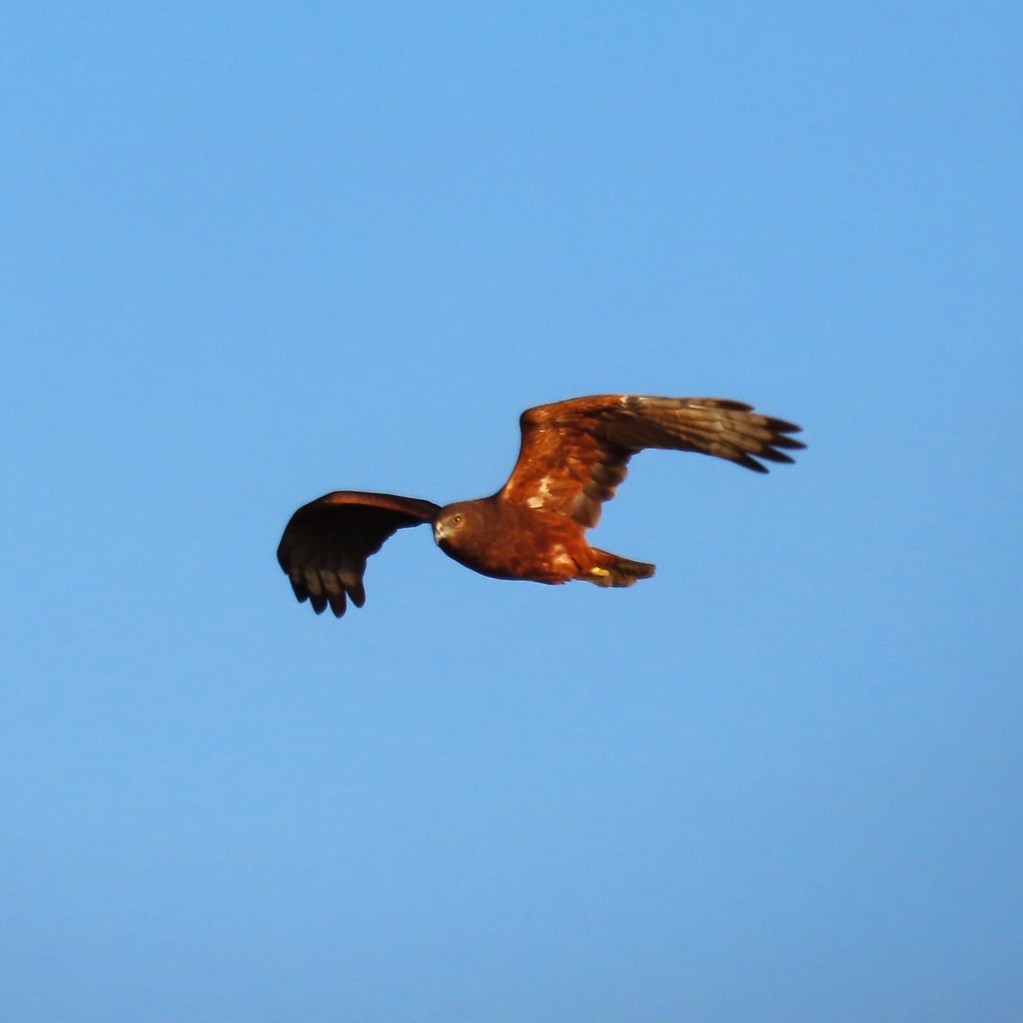 Swamp Harrier - Sarah Chaplin