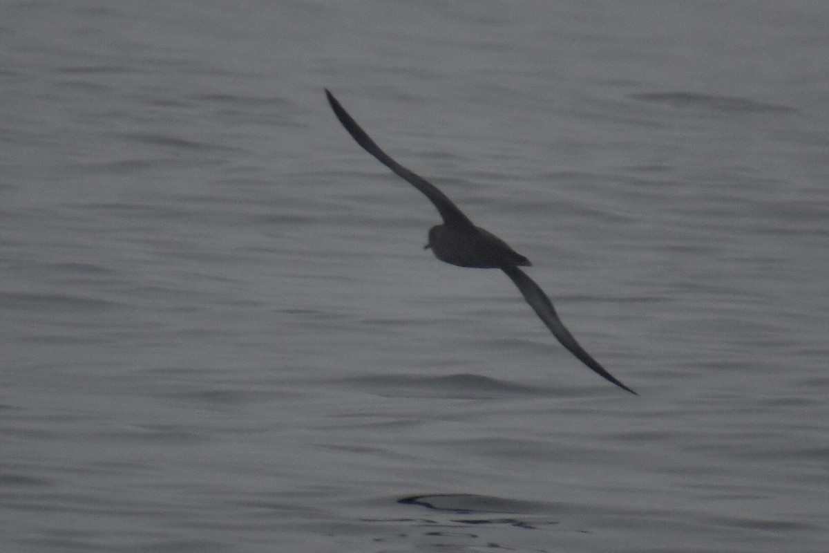 Sooty Shearwater - Steven Weiss