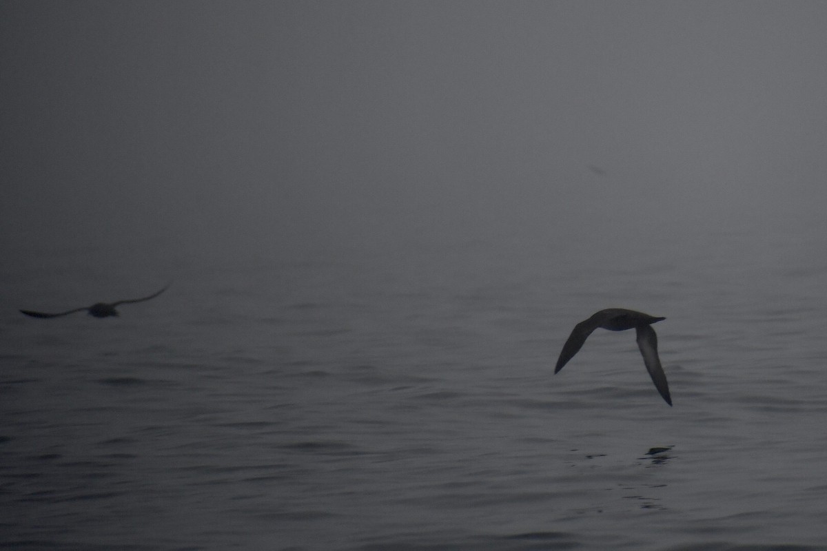 Sooty Shearwater - Steven Weiss