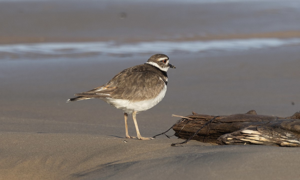 Killdeer - Ben Loehnen