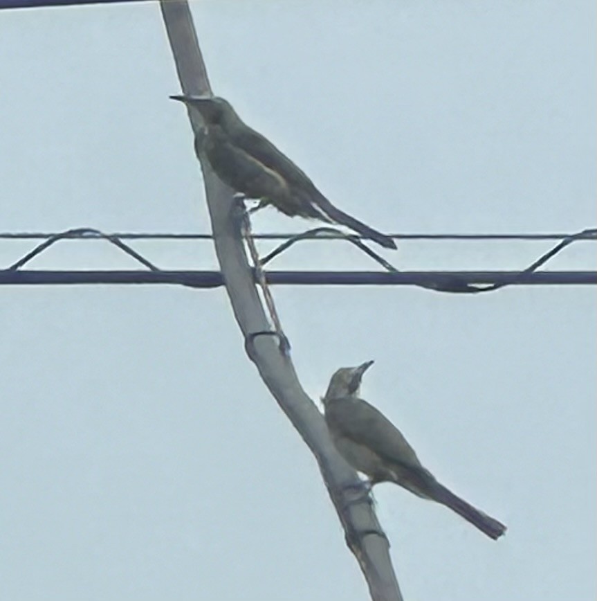 Brown-eared Bulbul - Annie Donwerth-Chikamatsu