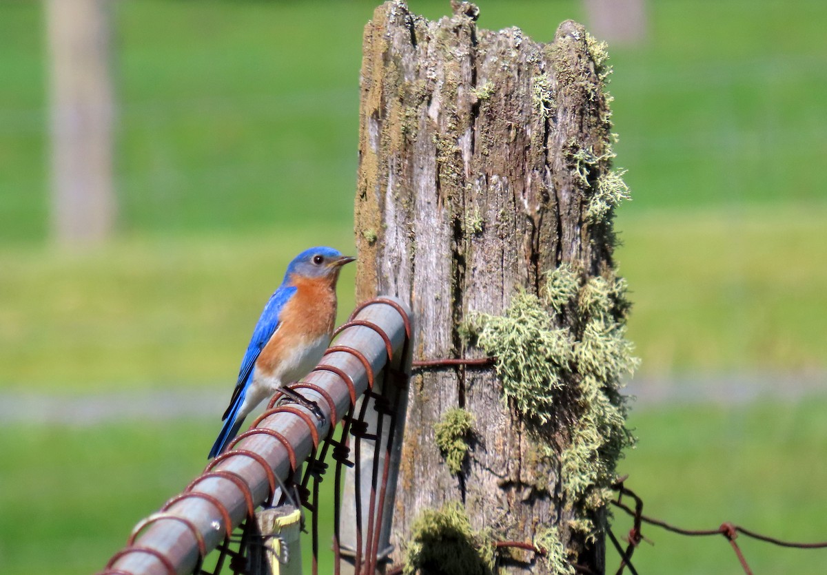 Eastern Bluebird - Nathalie L. COHL 🕊