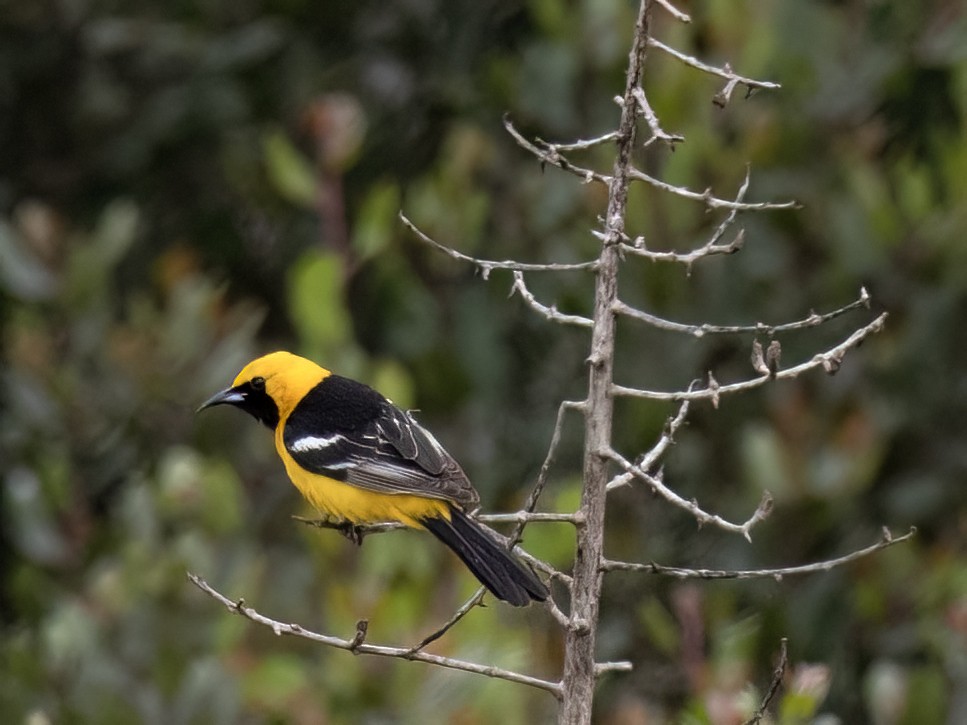 Hooded Oriole - Robert Hamilton