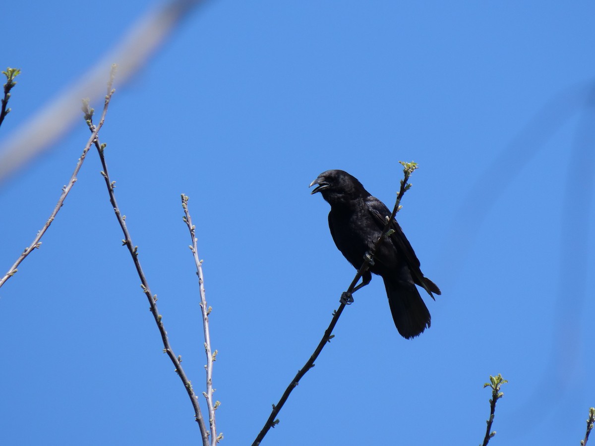 American Crow - ML619652869