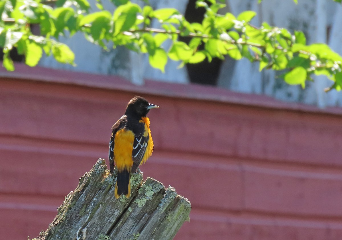 Baltimore Oriole - Nathalie L. COHL 🕊