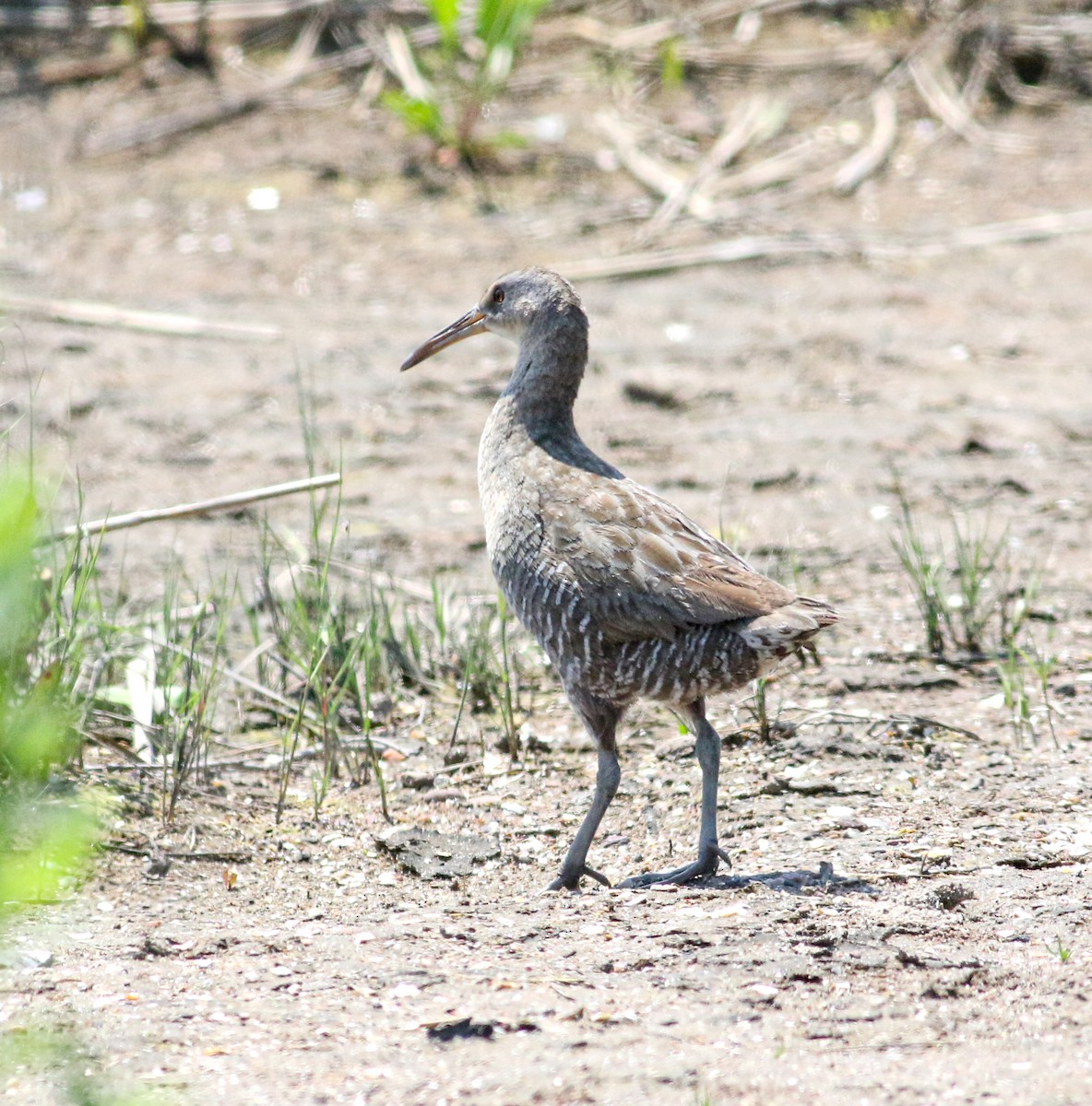 Clapper Rail (Atlantic Coast) - Jason Rieger