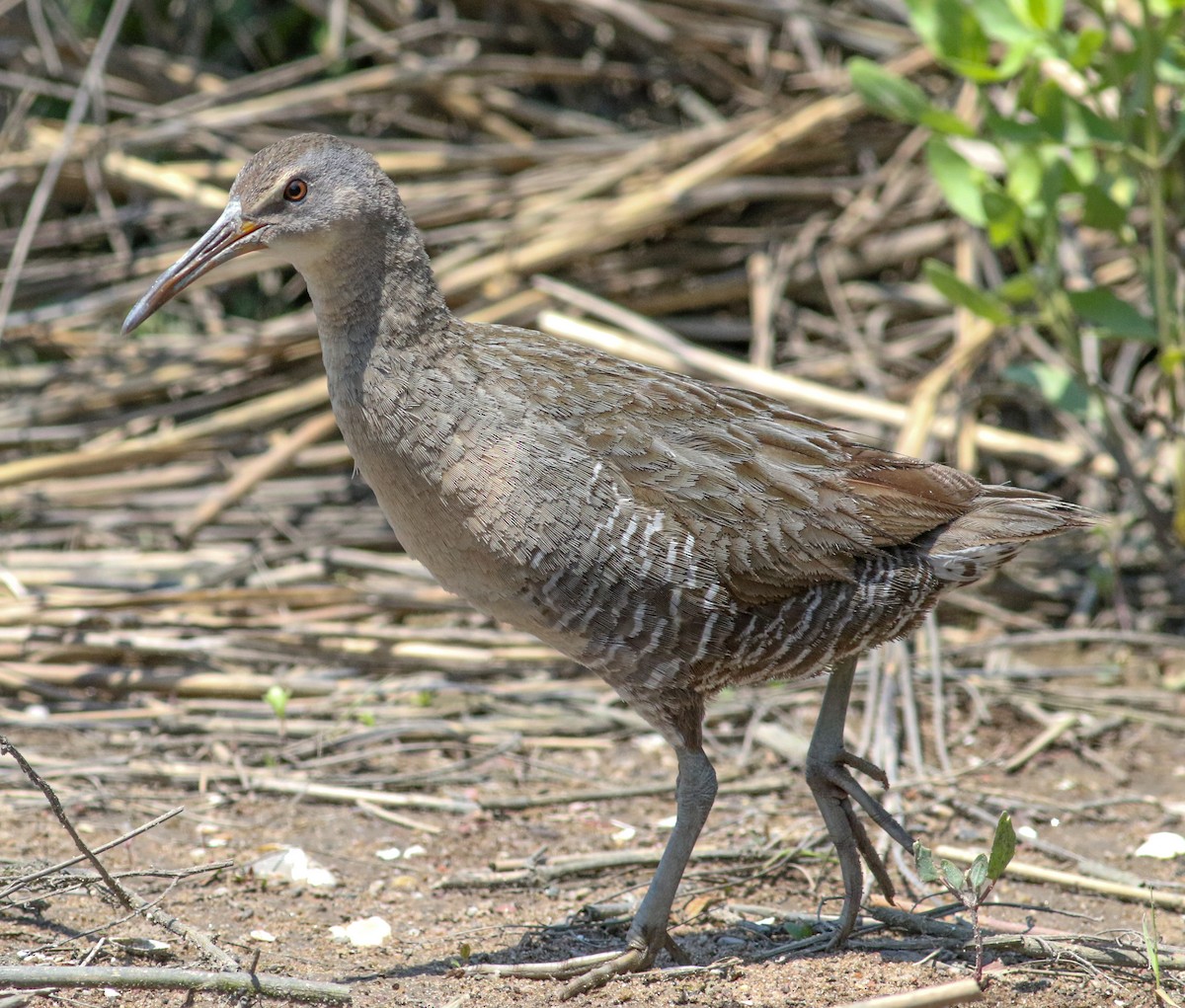 Clapper Rail (Atlantic Coast) - Jason Rieger