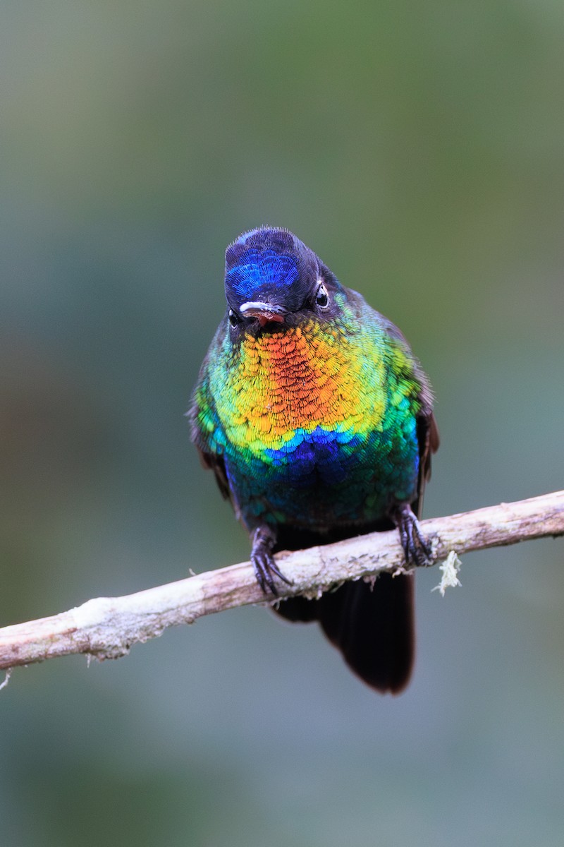 Fiery-throated Hummingbird - Norman Graf