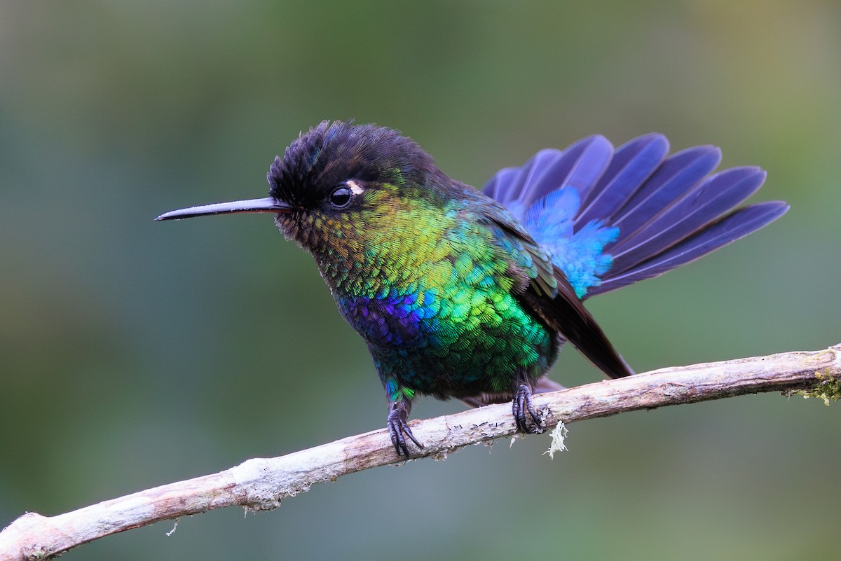 Fiery-throated Hummingbird - Norman Graf