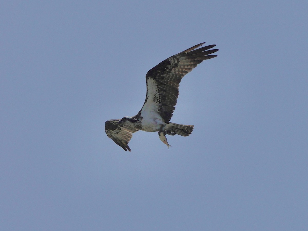 Osprey - Yi-Ying Lee