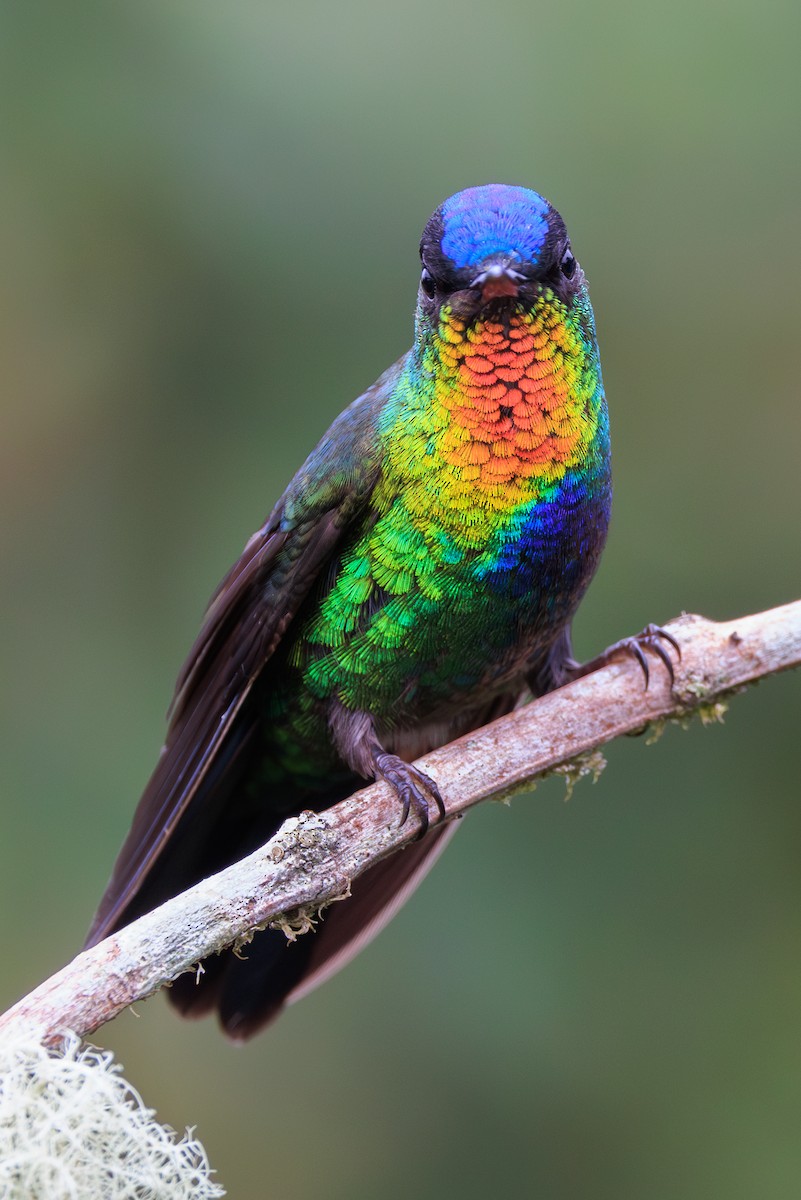 Fiery-throated Hummingbird - Norman Graf