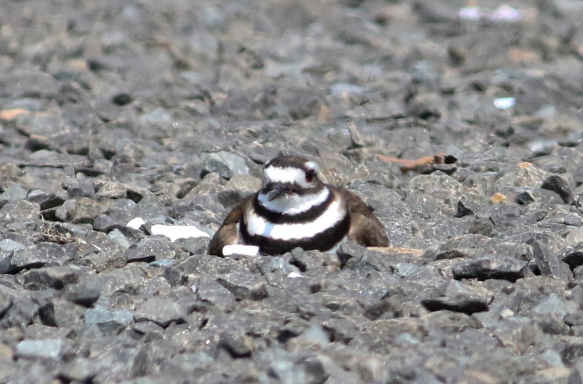 Killdeer - Jason Rieger