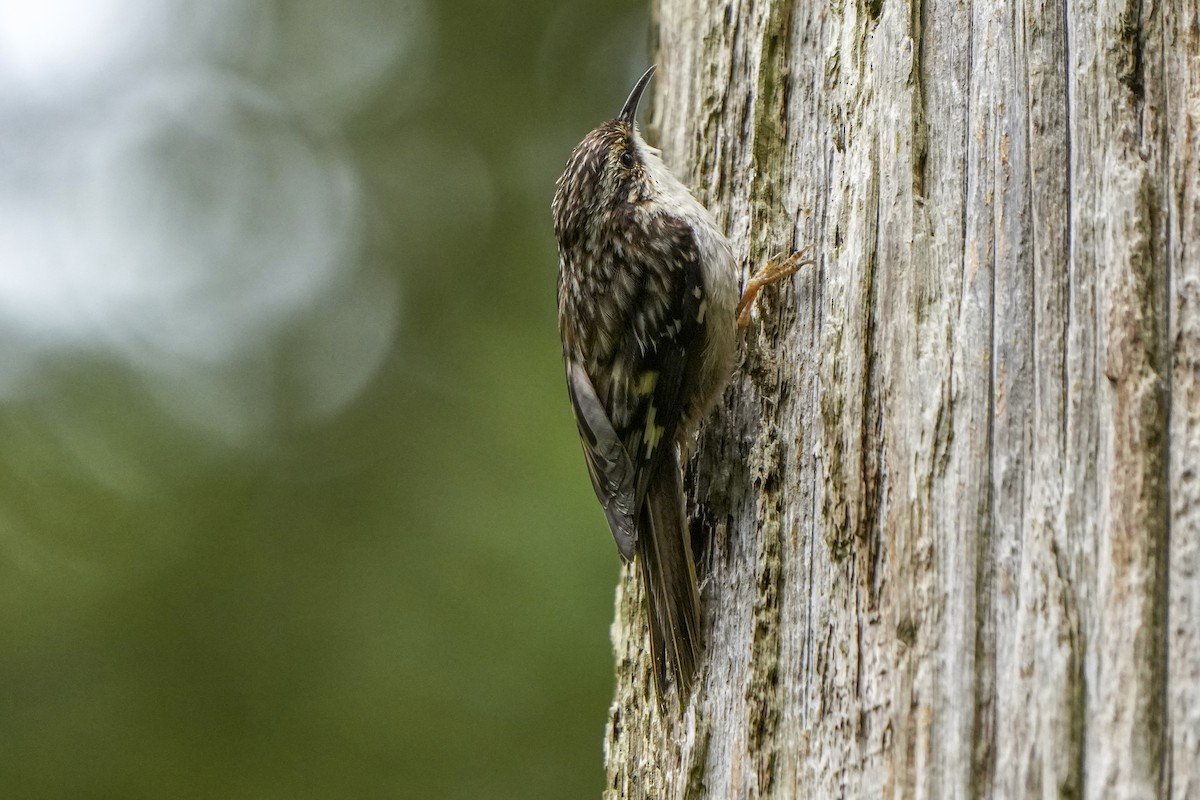 Brown Creeper - ML619652922