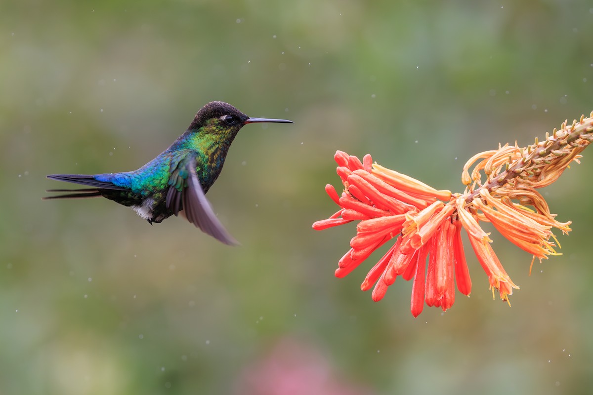 Fiery-throated Hummingbird - Norman Graf