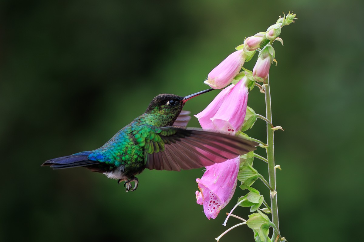 Fiery-throated Hummingbird - Norman Graf