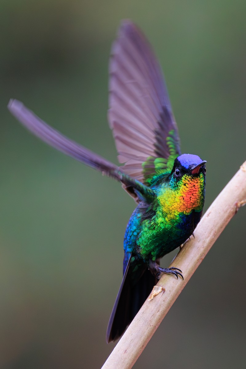 Fiery-throated Hummingbird - Norman Graf