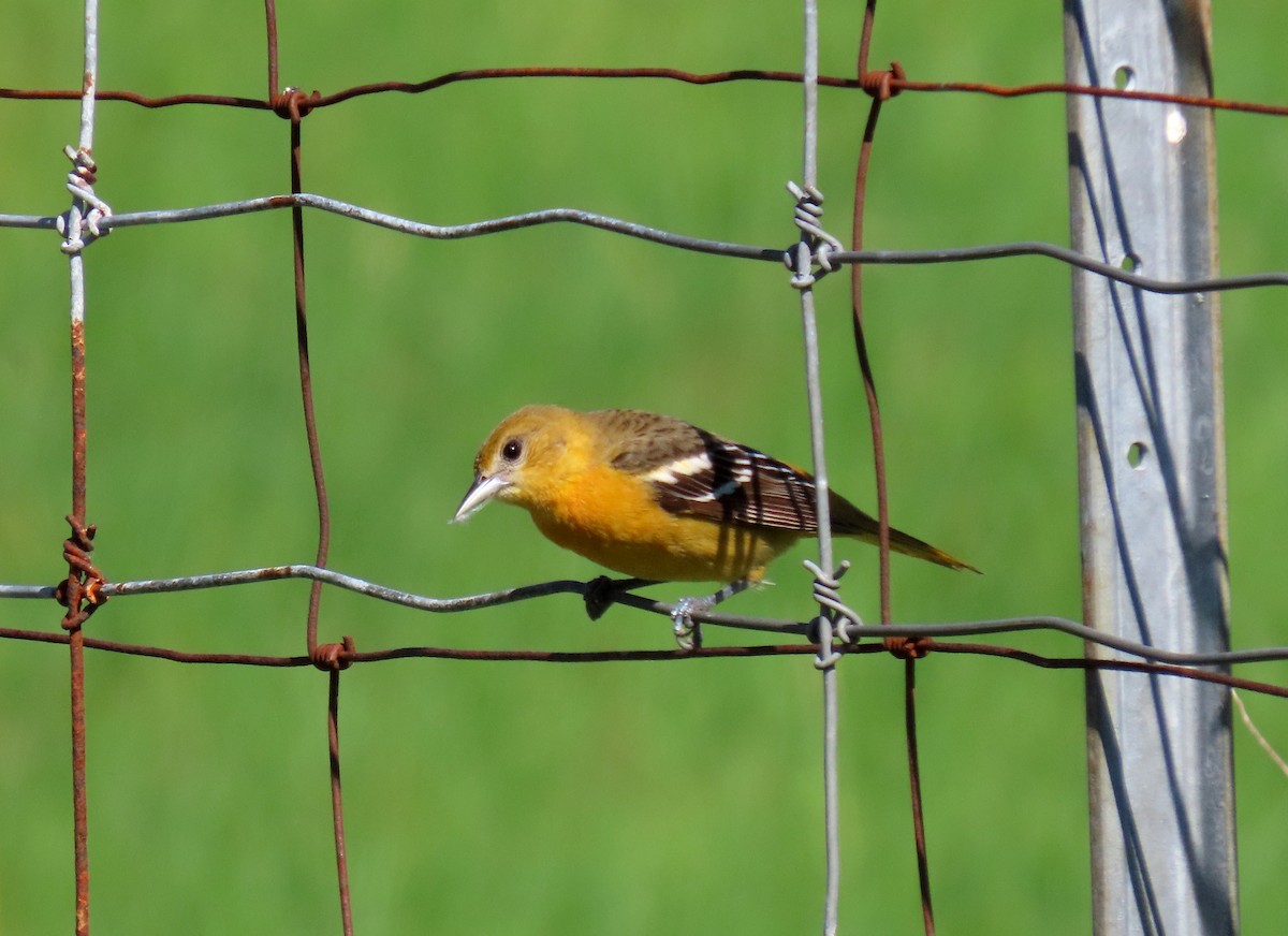 Baltimore Oriole - Nathalie L. COHL 🕊