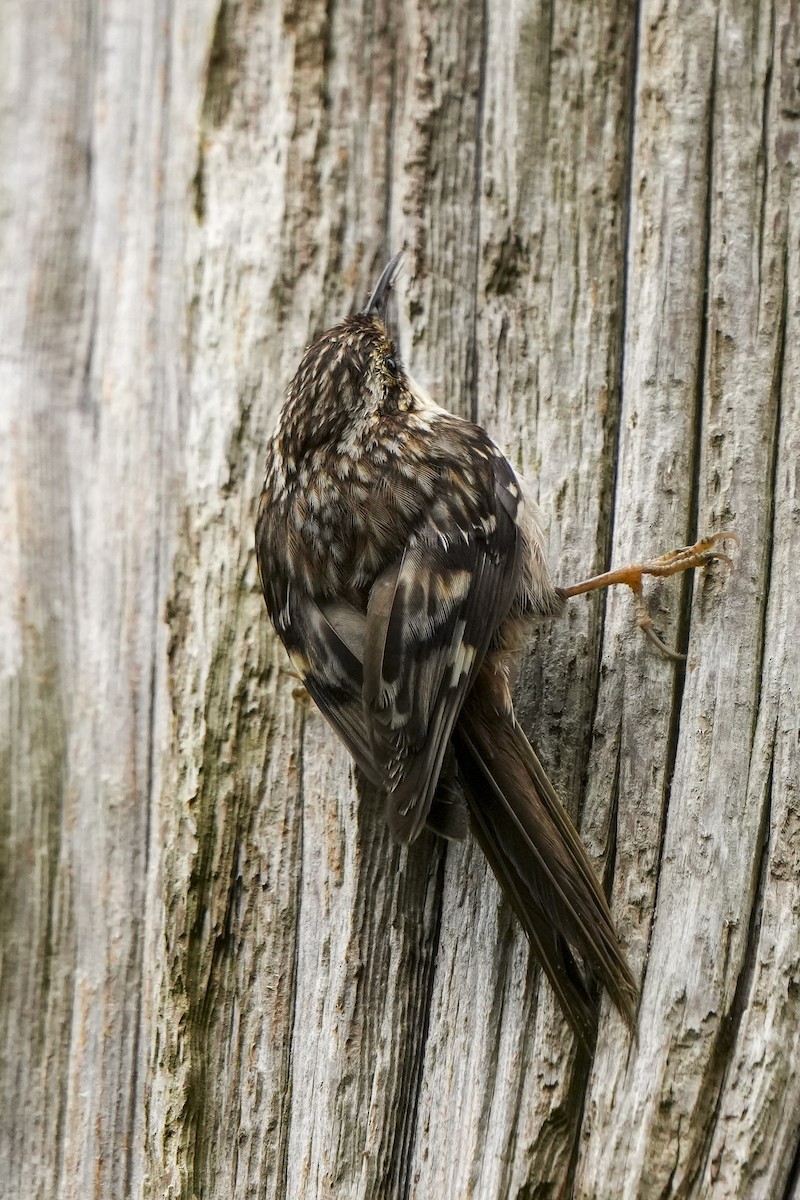 Brown Creeper - ML619652932