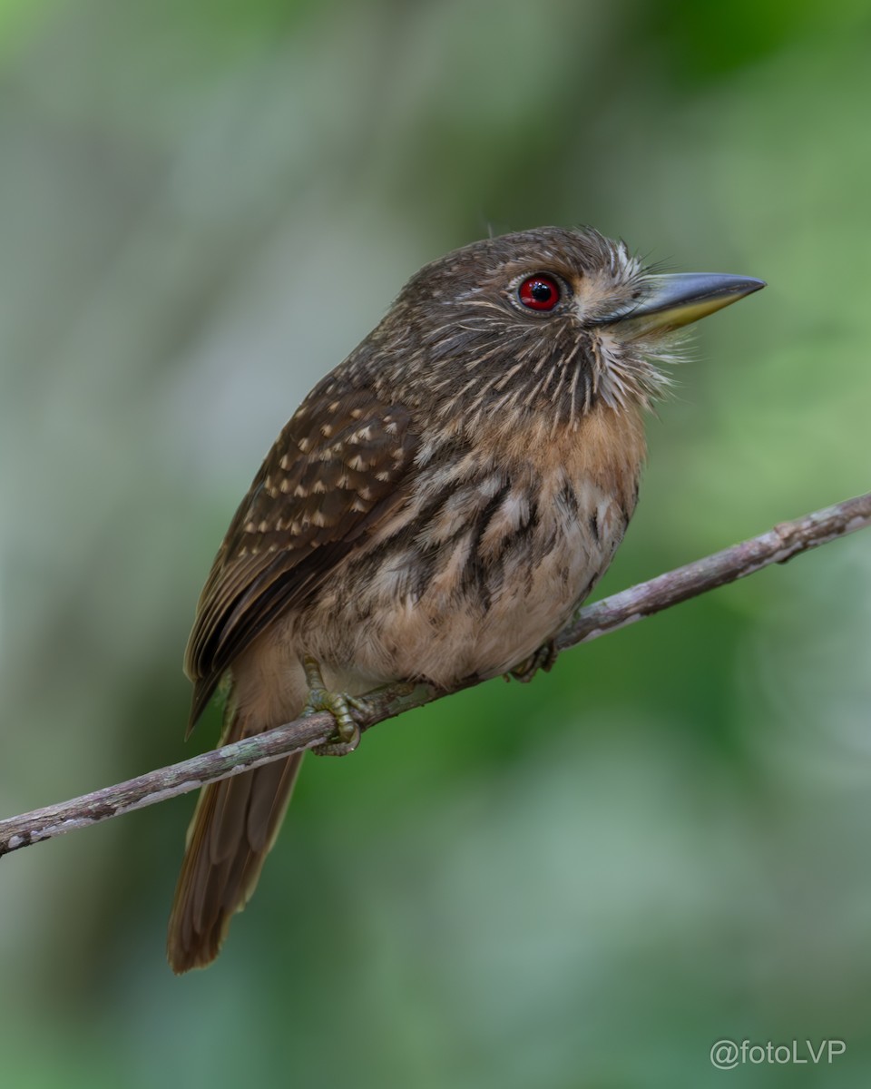 White-whiskered Puffbird - Leonardo Venegas P