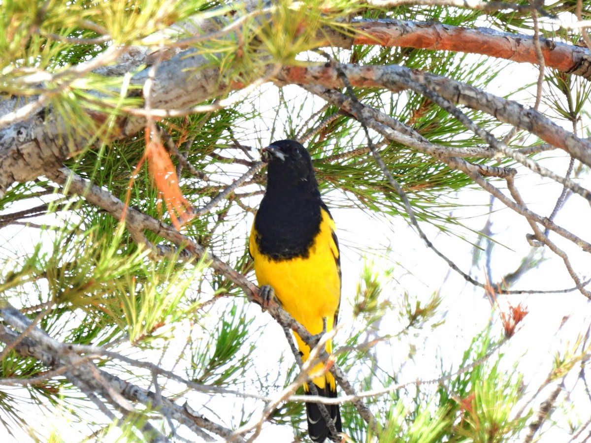 Scott's Oriole - Sheri Miles