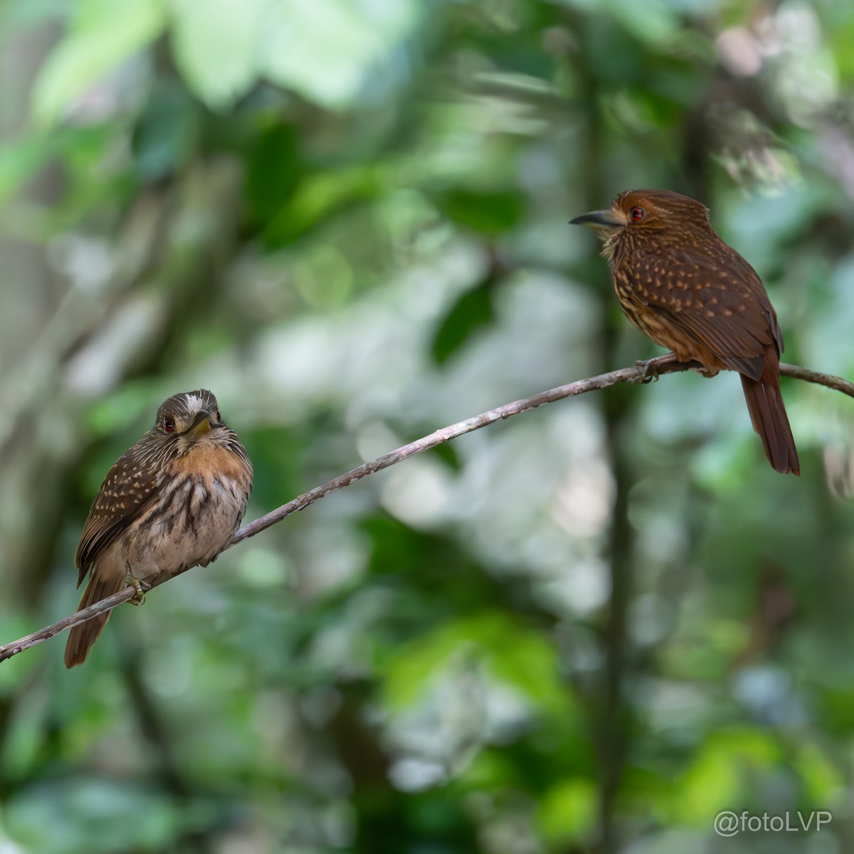 White-whiskered Puffbird - Leonardo Venegas P