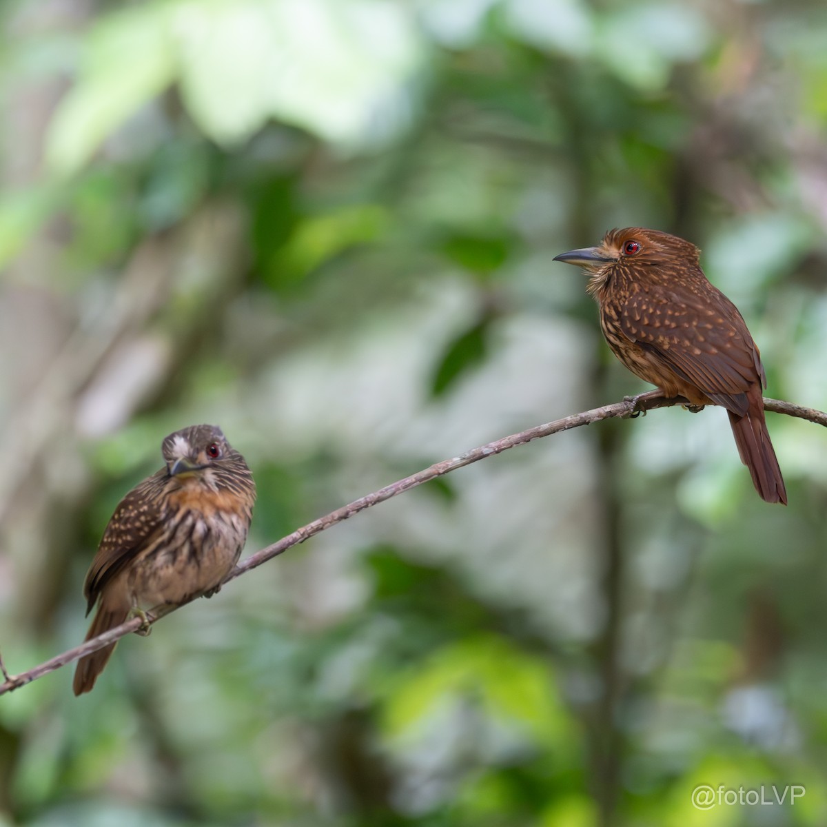 White-whiskered Puffbird - Leonardo Venegas P