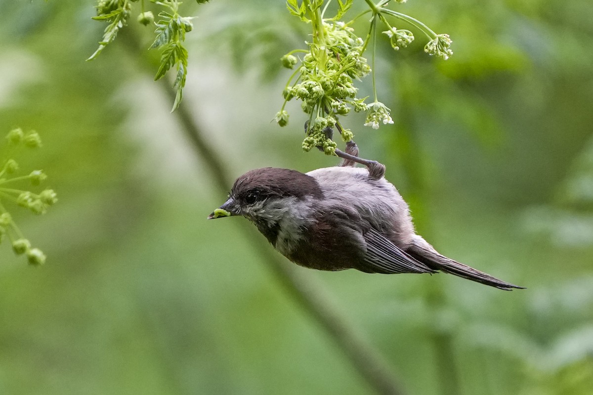 Chestnut-backed Chickadee - Steven Hunter