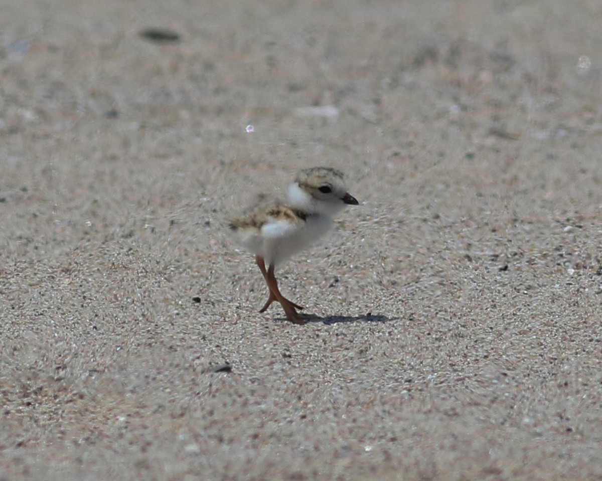 Piping Plover - Jason Rieger