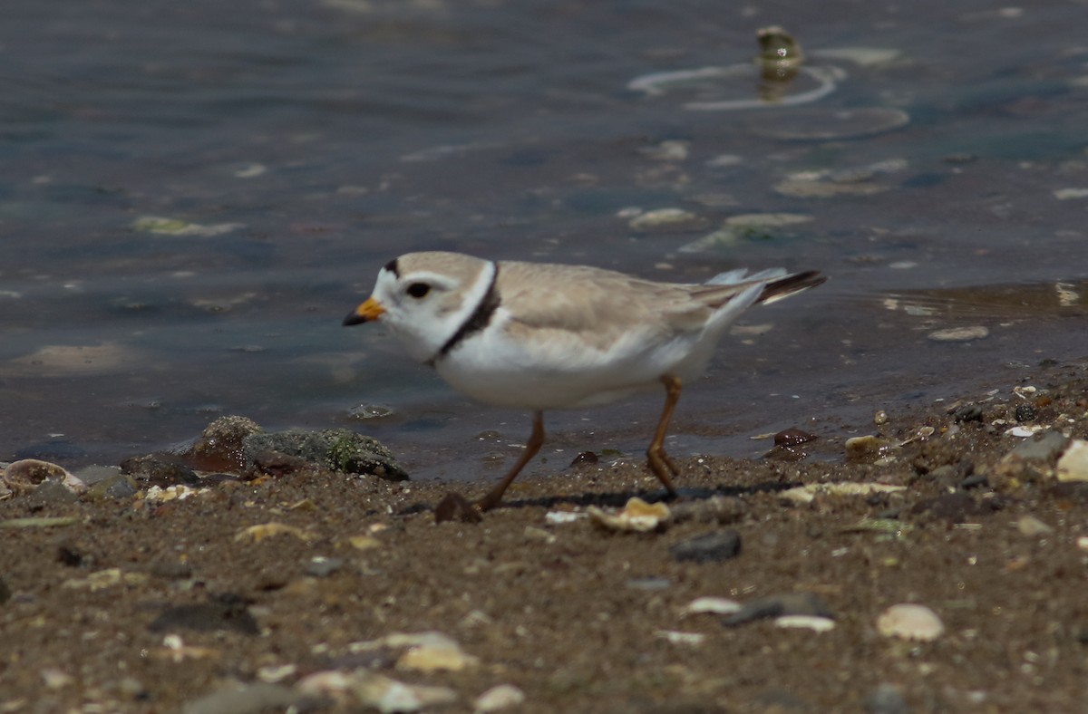 Piping Plover - Jason Rieger