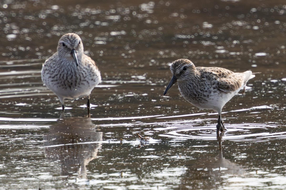 White-rumped Sandpiper - Patrick Addy