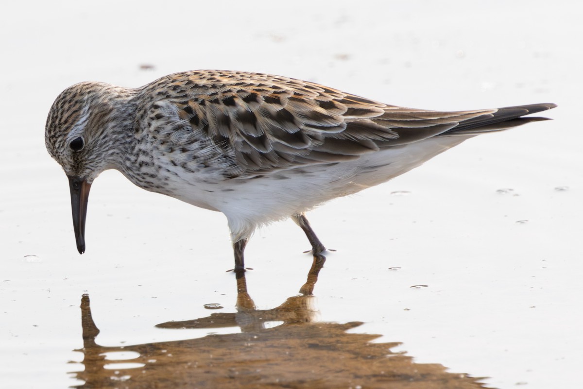 White-rumped Sandpiper - Patrick Addy