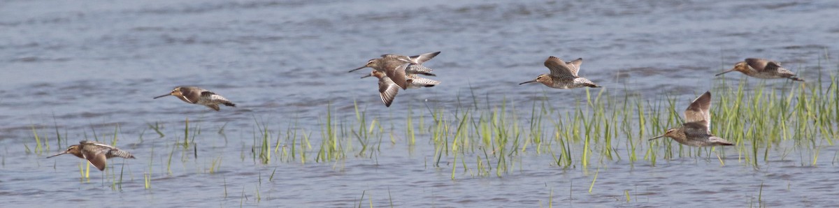 Short-billed Dowitcher (griseus) - Jason Rieger