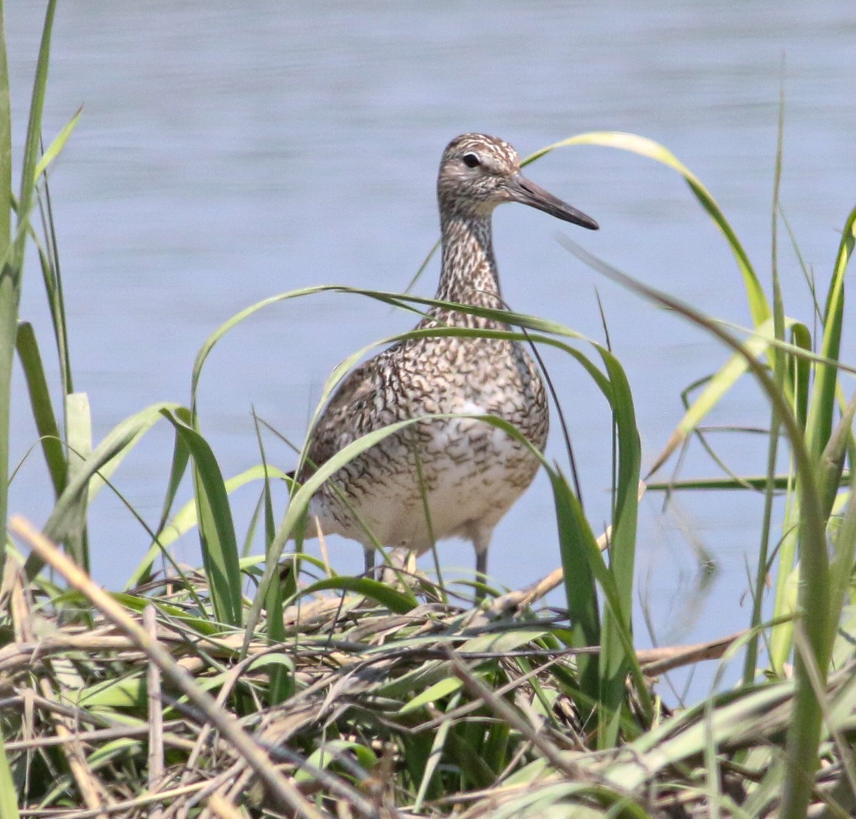 Willet (Eastern) - ML619652956