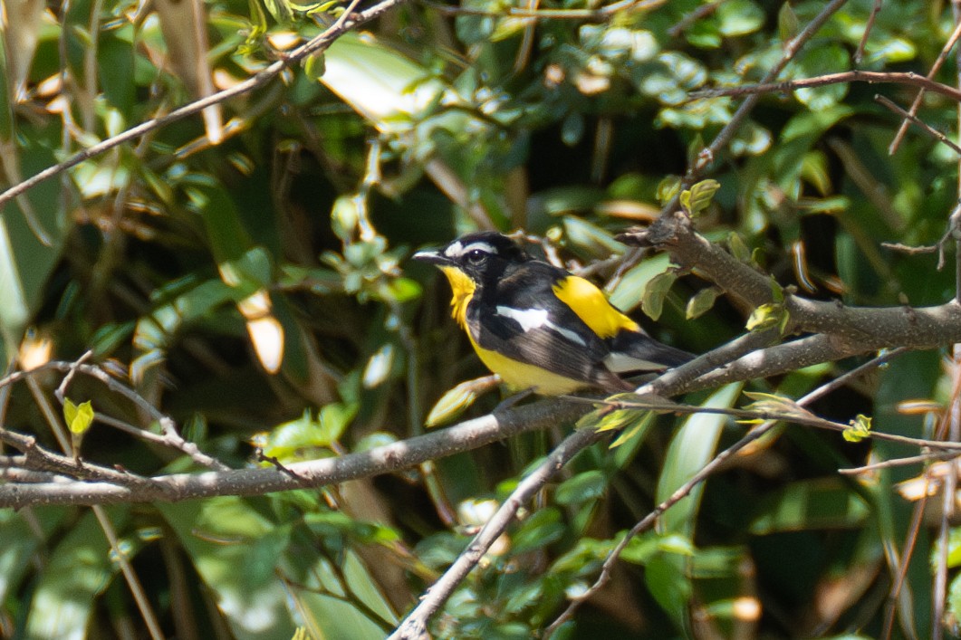 Gobemouche à croupion jaune - ML619652957