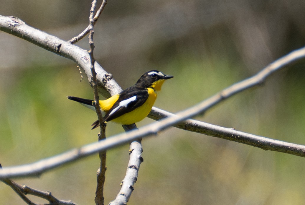 Yellow-rumped Flycatcher - ML619652958