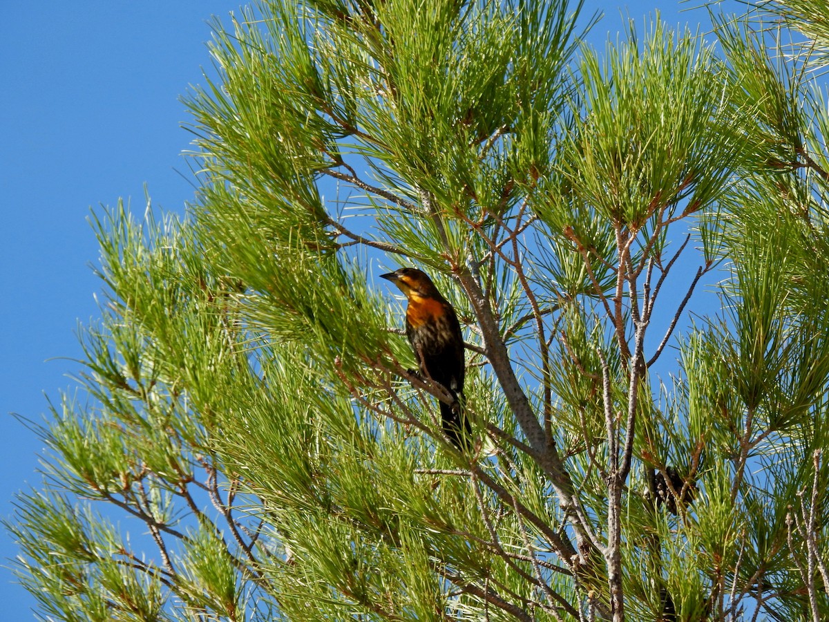 Yellow-headed Blackbird - ML619652960