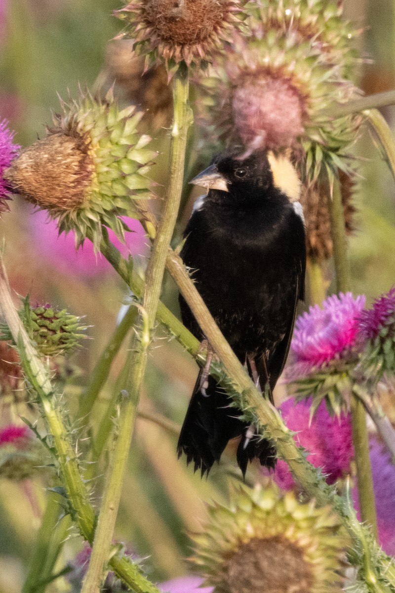 Bobolink - Patrick Addy